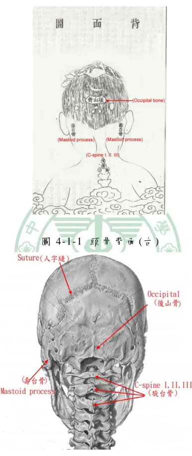 圖 4-1-1  頭 骨 背 面 (古 ) 