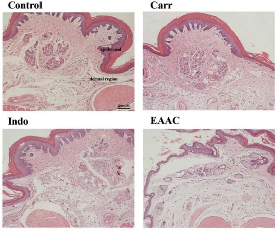 Figure 7.  A. B.  ***     Control                -                    Indo               250    (mg/kg) EAAC****