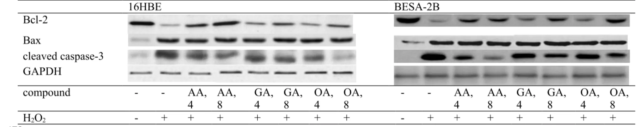 Figure 3. Effects of AA, GA or OA upon Bcl-2, Bax and cleaved caspase-3 expression in 16HBE and BEAS-2B cells