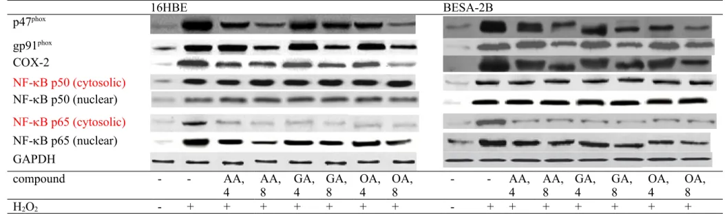 Figure 5. Effects of AA, GA or OA upon protein expression of p47 phox , gp91 phox , COX-2, and NF-B in 16HBE and BEAS-2B cells