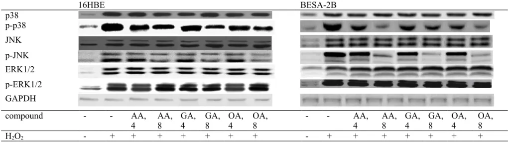 Figure 6.  Effects of AA, GA or OA upon protein expression of MAPK in 16HBE and  BEAS-2B  cells