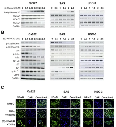 Figure 3 Effects of (S)-HDAC42 on HDAC inhibition, Akt and NF- j B pathway proteins, and cell cycle-related proteins in oral cancer cells treated with (S)-HDAC42 for 48 h (A and B)