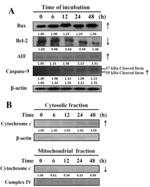 Fig. 5. Emodin affected the apoptosis-associated protein levels on LS1034 cells.