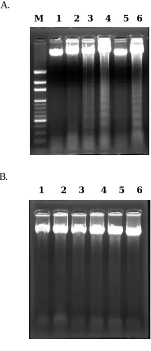 Figure 13.   An agarose electrophresis of DNA from human stomach cancer (SC-M1)  cells  after exposure to  various concentrations of apigenin for 24 (A) and 48 hr (B)