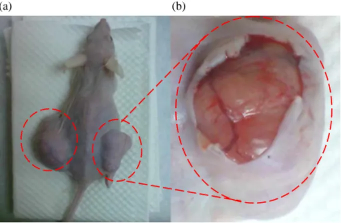Figure 1. (a) Nude mouse with SCID. Tumour cells implantation is within the red circles, (b) the microcirculation in the tumour region observed after an easy surgical treatment of surface.