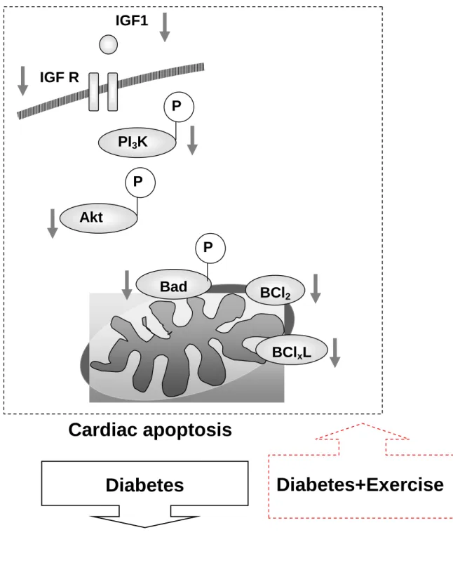 Fig 6. IGF1 IGF R PI 3 K P Akt P Bad P BCl 2 BCl x L Cardiac apoptosis Diabetes Diabetes+Exercise