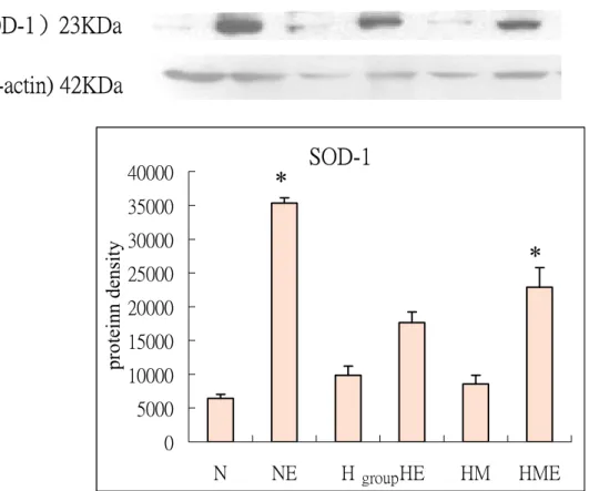 Fig 3:The effect of high  cholesterol  diet,  exerccise  training  and  Magnolia  officinalis extract treatment on protein expression of antioxidative factor  (SOD-1) of rabbits thoracic aortae for 8 weeks