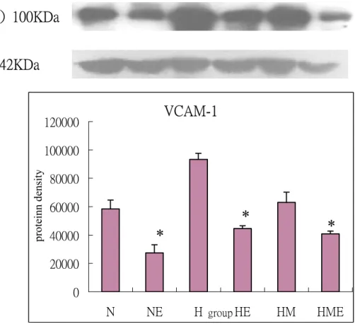 Fig 5:The effect of high  cholesterol  diet,  exerccise  training  and  Magnolia  officinalis extract treatment on protein expression of adhesion molecule  (VCAM-1) of rabbits thoracic aortae for 8 weeks