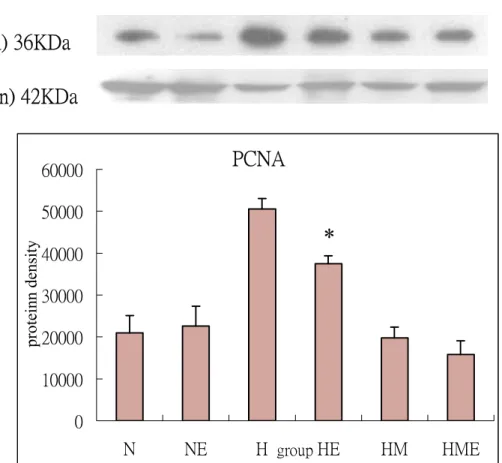 Fig 6:The effect of high  cholesterol  diet,  exerccise  training  and  Magnolia  officinalis extract treatment on protein expression of growth factor(PCNA)  of rabbits thoracic aortae for 8 weeks