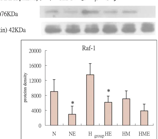 Fig 7:The effect of high  cholesterol  diet,  exerccise  training  and  Magnolia  officinalis extract treatment on protein expression of growth factor(Raf-1)  of rabbits thoracic aortae for 8 weeks