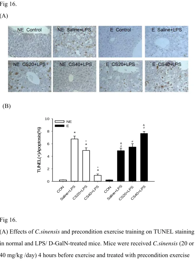 Fig 16.  (A)   (B)  TUNEL(+)Apoptosis(%) 0246810 NEE CO N S al in e+ LP S CS 20+ LP S CS4 0+L PS CO N CS 20+ LP S CS 40+ LP SSaline+LPS***###++&amp;&amp; Fig 16