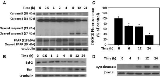 Fig. 2 As 2 O 3 triggers caspases activation, mitochondrial dysfunc- dysfunc-tion, and PARP cleavage in myoblasts