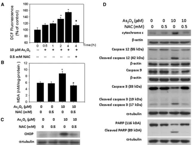 Fig. 4 The role of ROS in As 2 O 3 -induced apoptosis and ER stress in myoblasts. C2C12 cells were treated with 10 lM As 2 O 3 for various time courses in the presence or absence of 0.5 mM NAC