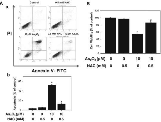 Fig. 5 NAC attenuates the As 2 O 3 -induced apoptosis and decreased cell viability. C2C12 myoblasts were pretreated with 0.5 mM NAC for 30 min and then treated with or without 10 lM As 2 O 3 for 24 h