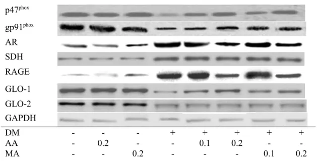 Fig. 1. Cardiac expression of p47 phox , gp91 phox , AR, SDH, RAGE, GLO-1 and GLO-2 in normal or diabetic mice treated with AA or MA at 0, 0.1 or 0.2% for 12 weeks was detected by western blot analyses