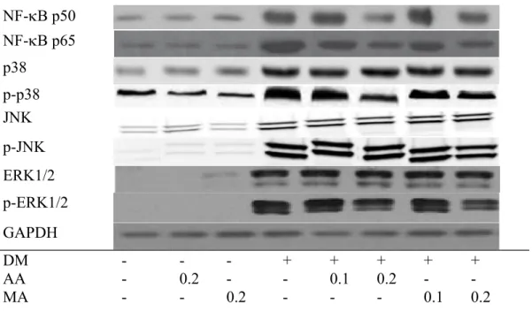 Fig. 2. Cardiac expression of NF-B and MAPK in normal or diabetic mice treated with AA or MA at 0, 0.1 or 0.2% for 12 weeks was detected by western blot analyses