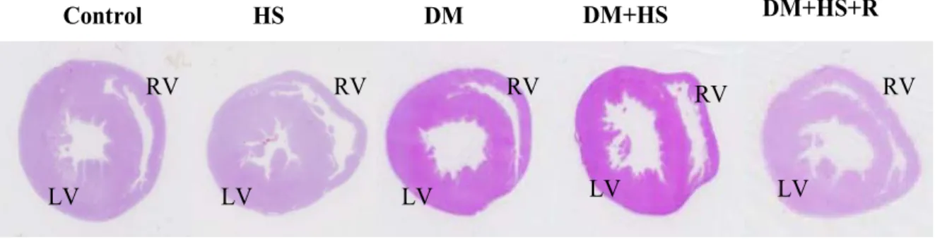 Figure 1：以 H＆E 染色觀察心臟整體型態變化之情形 利用組織切片觀察所有組別其心臟橫切面。 Control  組為一正常心臟橫切 面圖，其左右心室腔壁、孔徑大小正常； HS 其左右心室均有擴張的現象， 其心室壁厚度均有變薄、變細，已走向擴張性的肥大；DM、DM+HS  與 DM+HS+組其左右心室均有擴張的現象，其心室壁厚度均有變薄、變細， 特別是 DM+HS 組更為明顯；已走向擴張性的肥大。 