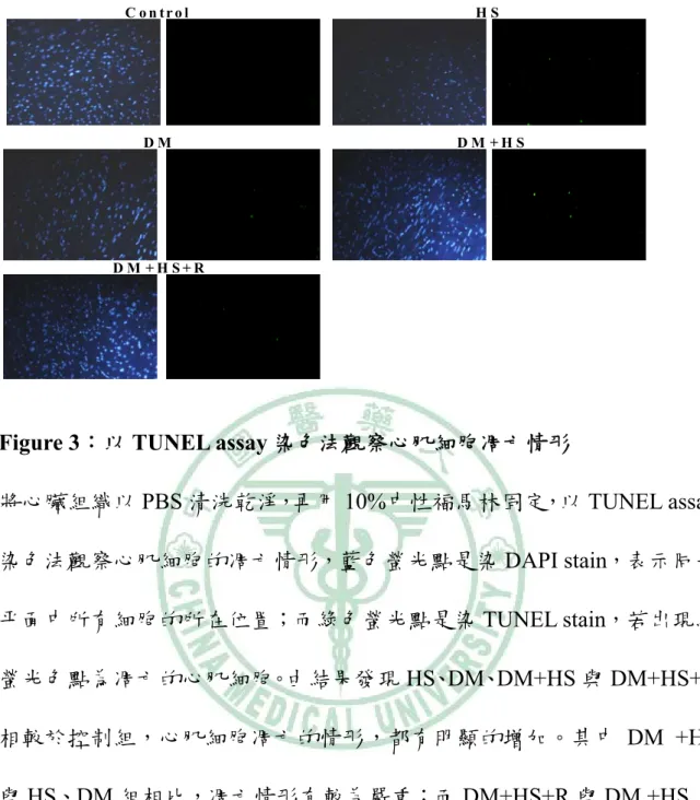 Figure 3：以 TUNEL assay 染色法觀察心肌細胞凋亡情形  將心臟組織以 PBS 清洗乾淨，再用 10%中性福馬林固定，以 TUNEL assay 染色法觀察心肌細胞的凋亡情形，藍色螢光點是染 DAPI stain，表示同一 平面中所有細胞的所在位置；而綠色螢光點是染 TUNEL stain，若出現綠 螢光色點為凋亡的心肌細胞。由結果發現 HS、DM、DM+HS 與 DM+HS+R 相較於控制組，心肌細胞凋亡的情形，都有明顯的增加。其中 DM +HS 與 HS、DM 組相比，凋亡情形有較為嚴