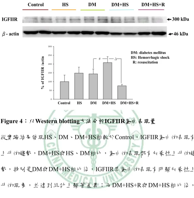 Figure 4：以Western blotting方法分析IGFIIR蛋白表現量 