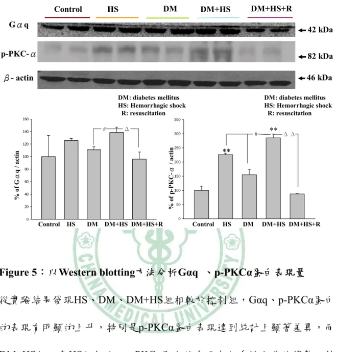 Figure 5：以Western blotting方法分析Gαq  、p-PKCα蛋白表現量 