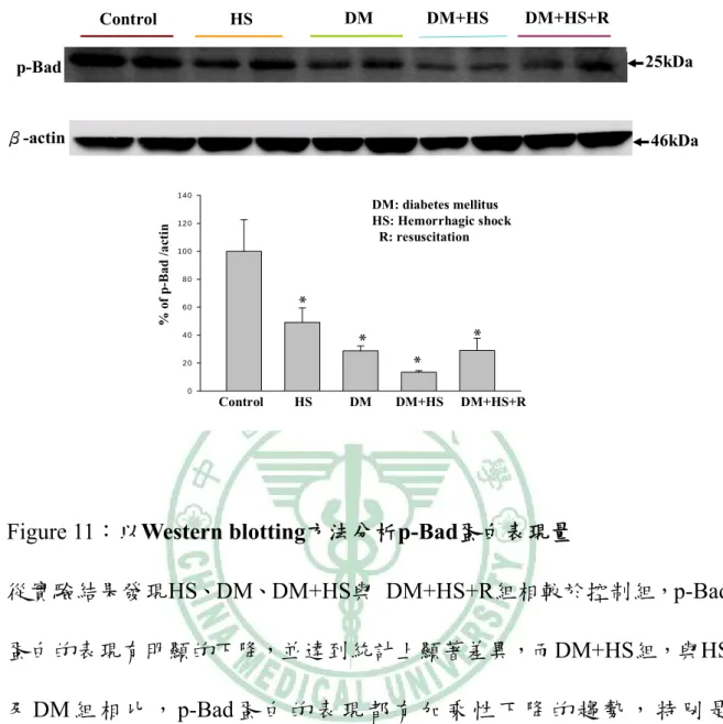 Figure 11：以Western blotting方法分析p-Bad蛋白表現量 