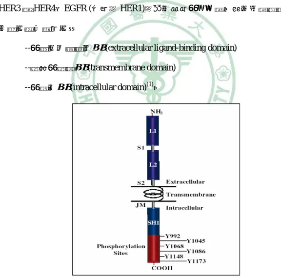 圖 2-2  上皮生長因子受體結構圖  資料來源：(1) 