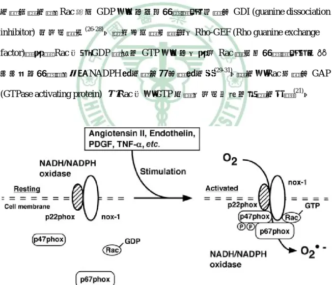 圖 2-5  NADPH 氧化酶複合體之活化過程  資料來源：(31) 