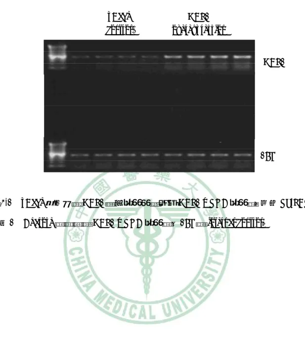 圖 4-1  pBabe 控制組與 HBP1 過度表現細胞中之 HBP1 mRNA 表現量。使用 RT-PCR 並以 1% Agarose 跑膠觀察 HBP1 mRNA 表現量，18S 為 internal control。 