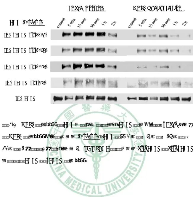 圖 4-2  HBP1 過度表現對 EGF 刺激不同時間後之 EGFR 活性的影響。pBabe 控制組 與 HBP1 過度表現的細胞分別以 10ng/ml 之 EGF 處理 0 分鐘、5 分鐘、15 分鐘  、 30 分鐘、1 小時與 2 小時之後，以 5% SDS-PAGE 跑膠並使用 anti-EGFR 與 anti-pEGFR 抗體觀察 EGFR 與 pEGFR 蛋白表現。 IB：pEGFR (ptyr1173) IB：pEGFR (ptyr1068) IB：pEGFR (ptyr1045) IB：p