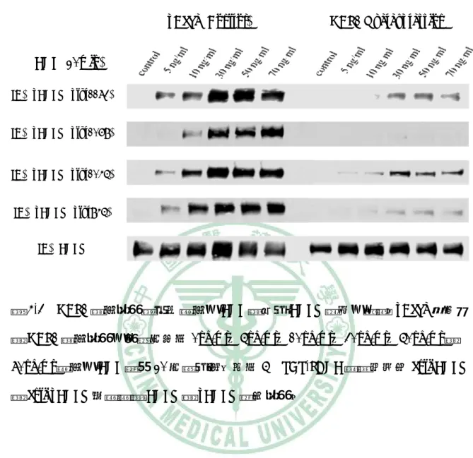 圖 4-3  HBP1 過度表現對不同濃度的 EGF 誘發之 EGFR 活性的影響。pBabe 控制組 與 HBP1 過度表現的細胞分別以 0ng/ml、5ng/ml、10ng/ml、30ng/ml、50ng/ml 與 70ng/ml 濃度的 EGF 處理 20 分鐘之後，再以 5% SDS-PAGE 跑膠並使用 anti-EGFR 與 anti-pEGFR 抗體觀察 EGFR 與 pEGFR 蛋白表現。 