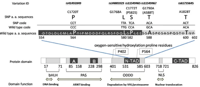 Figure 1 Protein domains and ﬁve SNP in exon 12 of HIF-1 a . The domains of the HIF-1 a polypeptide from the N to the C terminal: basic helix–loop–helix (bHLH), PER-ARNT- PER-ARNT-SIM (PAS) domains, which are involved in HRE binding and dimerization with A