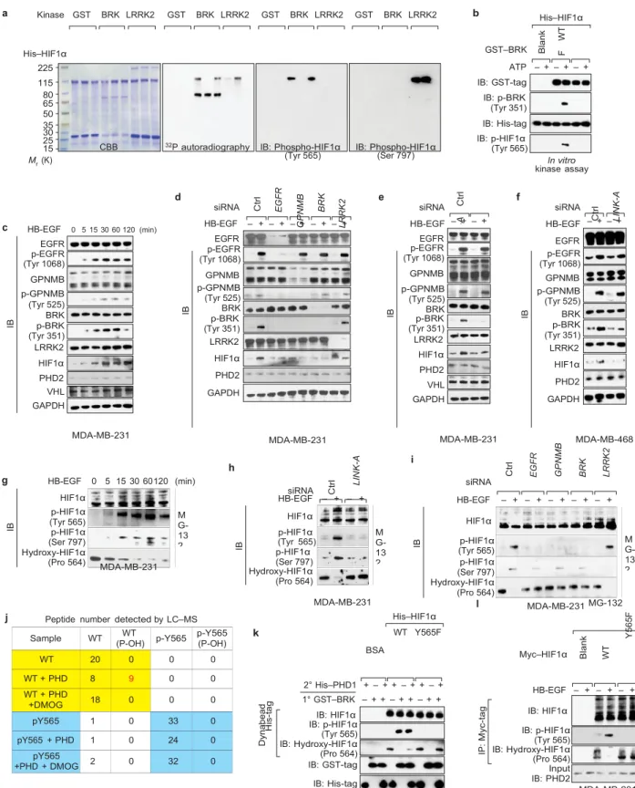 Figure 4   LINK-A-dependent  BRK  phosphorylation  of  HIF1α   at  Tyr  565 antagonizes HIF1α   Pro  564   hydroxylation