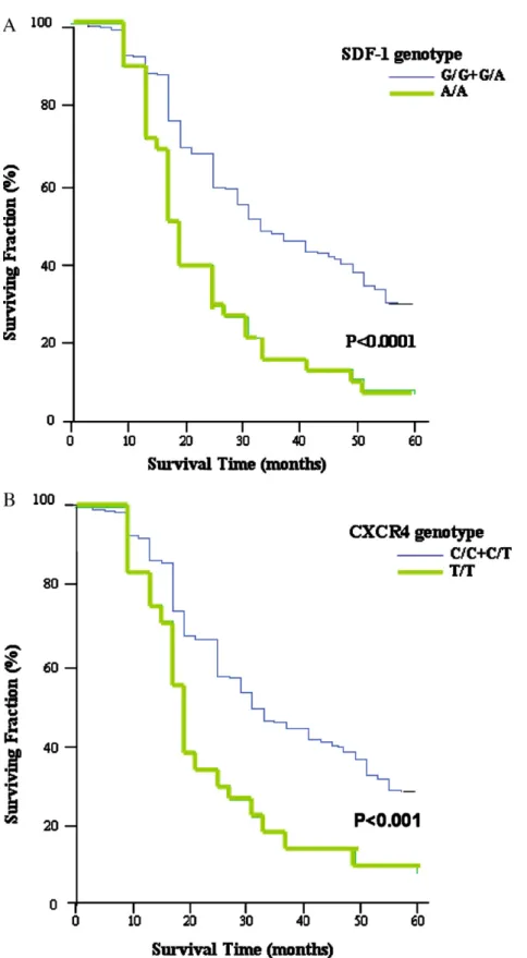 Fig. 2. The Kaplan–Meier survival curves with respect to the CXCL12/SDF1 G→A and CXCR4 C→T genetic polymorphisms in relation to non-small cell lung cancer patients.