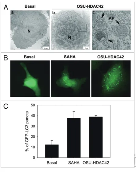 Figure 1. hDAc inhibitors induced autophagosome formation. (A) The ultrastruc- ultrastruc-tures of huh7 cells treated with or without 0.5 μM OsU-hDAc42 for 24 h were  analyzed by electron microscopy