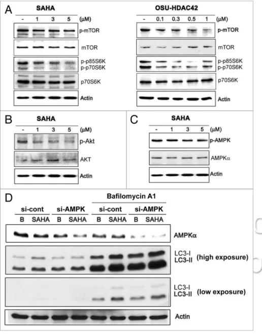 Figure 3. sAhA activated Pi3K/Akt/mTOR signaling. huh7 cells were treated with 1, 3, 5 μM  sAhA or 0.1, 0.3, 0.5, 1 μM OsU-hDAc42 for 24 h and then harvested for protein analysis