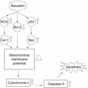 Figure 5. Proposed model of baicalein mechanism of action for apoptosis in SCC-4 human tongue cancer cells