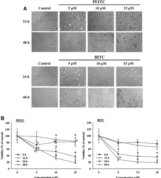 Figure 1. PEITC and BITC induced morphological changes and decreased the percentage of viable U-2 OS cells
