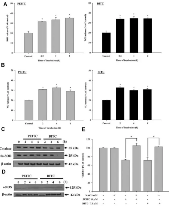 Figure 4. NAC affected the effects of BITC and PEITC on the ROS and NO production in U-2 OS cells