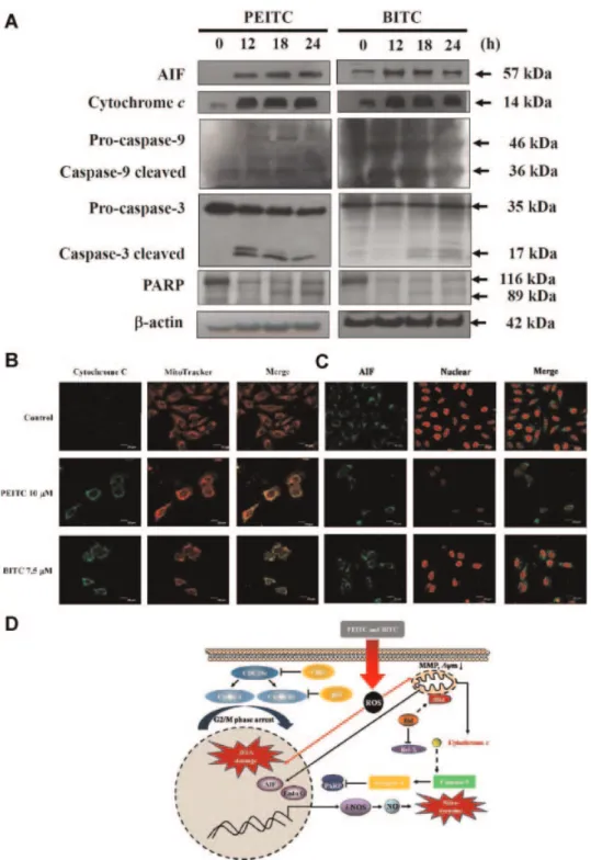 Figure 6. PEITC and BITC affected apoptosis associated protein levels and translocation in U-2 OS cells