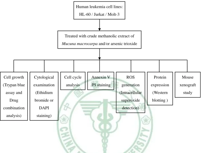 Figure 1: Scheme of the study on antileukemic effects of crude methanolic  extract of Mucuna macrocarpa