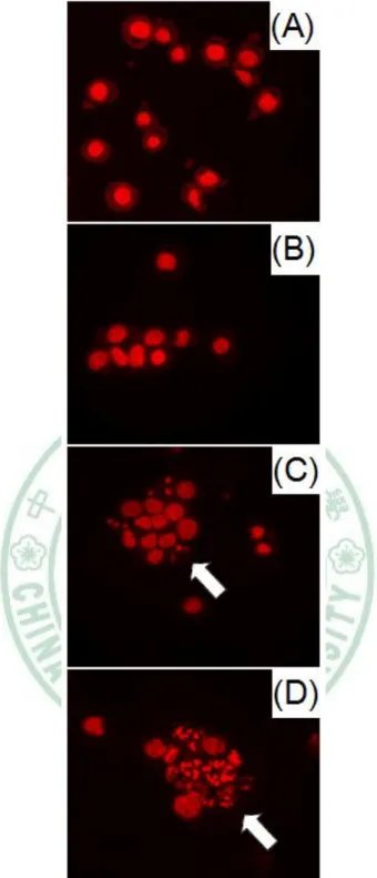 Figure 5: Nuclear morphological changes induced by crude methanolic extract  of  Mucuna  macrocarpa  (CMEMM)