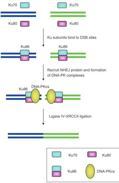 Figure 1:  NHEJ pathway diagram. (A) Ku70 and Ku80 subunits form Ku86 protein after dimeriza- dimeriza-tion
