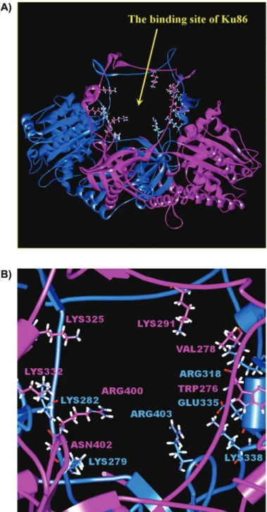 Figure 3:  Ku heterodimer DNA-binding site, and presumed inhibitor binding  site. (A) The ring structure Ku heterodimer DNA-binding site