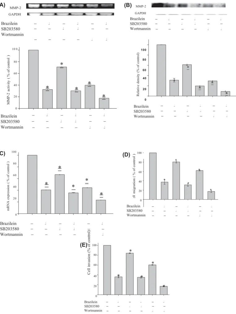 Fig.   6.   Effect of  PI3  K  inhibitor (wortmannin)  or p38 MAPK  inhibitor  (SB203580) on  MMP-2 activity  and  expression  as well  as cell migration  and  cell invasion