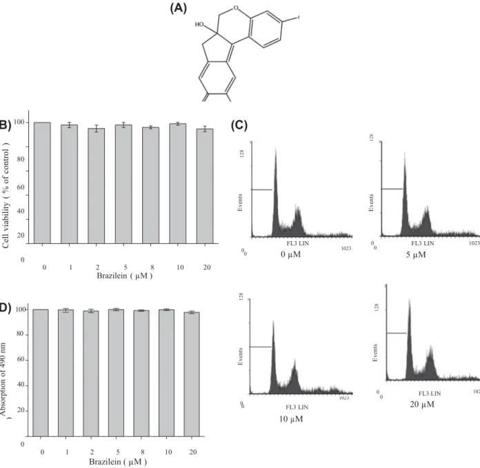 Fig.  1.   (A)  Chemical structure  of  brazilein. (B)  Effect of  brazilein  on  the  viability  in  MDA-MB-231 cells