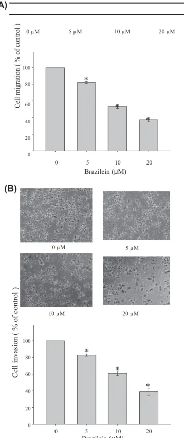 Fig.  2.   (A)  Effect of  brazilein on the migration of  MDA-MB-231 cells. In  the wound- wound-healing assay, cell monolayers  were  scratched  by  a sterile micropipette tip and the cells were treated  with various concentrations of  brazilein for  24 h