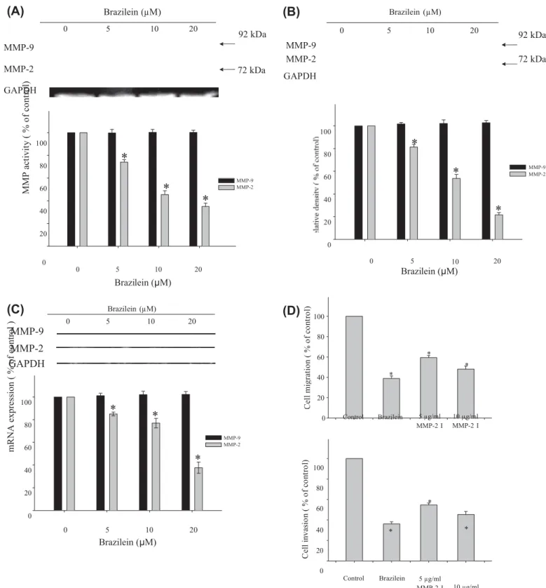 Fig.   3.   Effect  of  brazilein on  the  activities and  expression  levels of  MMPs in  MDA-MB-231 cells