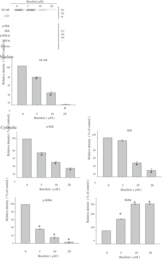 Fig.  4.   Inhibitory effects of  brazilein on the expression of  NF- j B in MDA-MB-231 cells