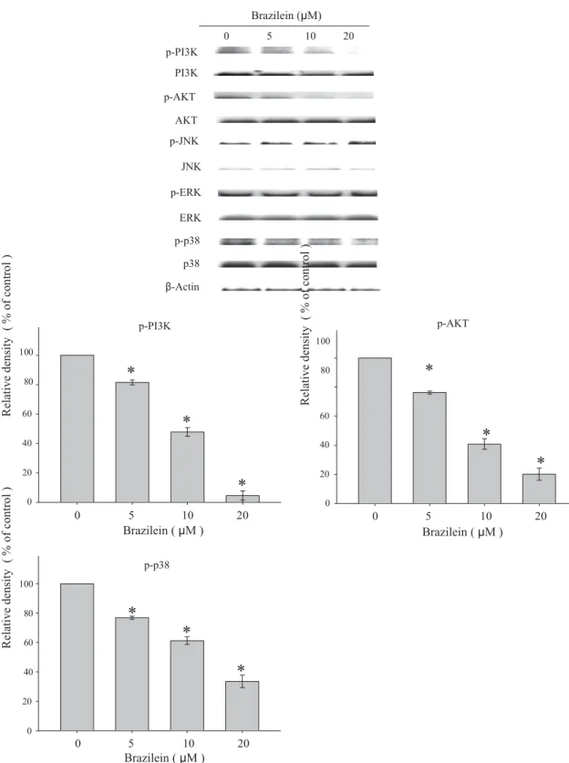 Fig.  5.   Effects of  brazilein on the phosphorylation of  MAPKs  and  PI3K/Akt signalings