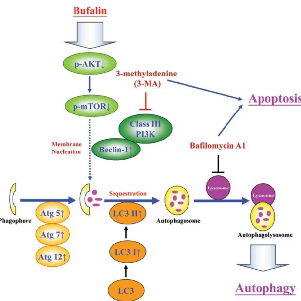 Figure 8. The working model of autophagic cell death in bufalin-treated SK-HEP-1 cells